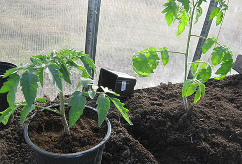 Planter des plants de tomates dans une serre