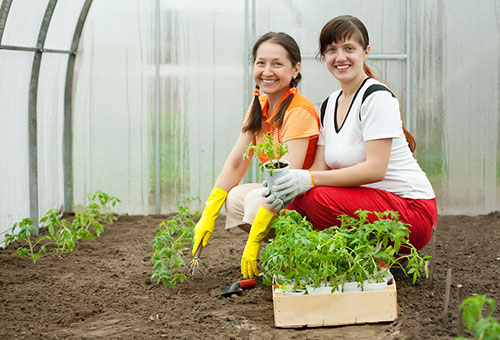 Planter des tomates en damier