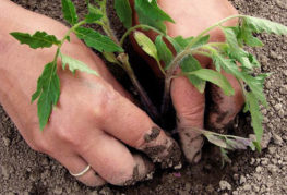 Planter des tomates dans le sol