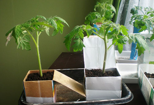 Les semis de tomates en boîtes