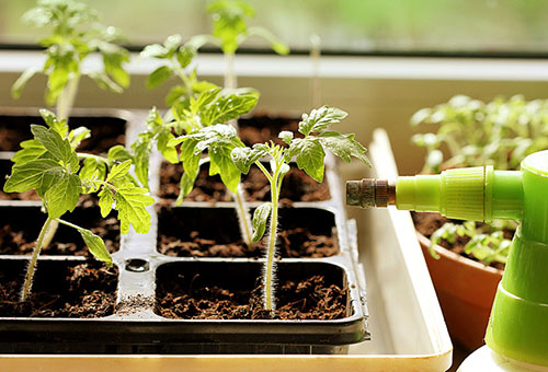 Top vinaigrette de plants de tomates