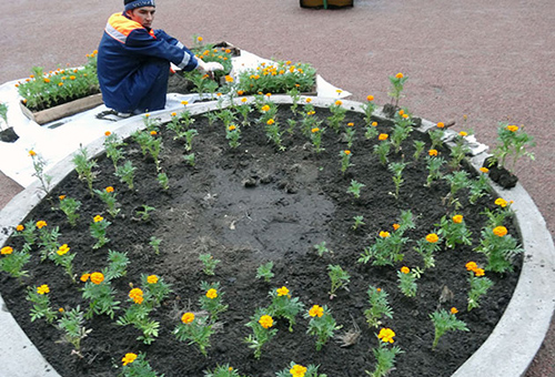 Plantera ringblommor i en blomsterbädd