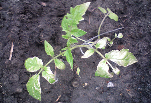 Coup de soleil sur les feuilles de tomate