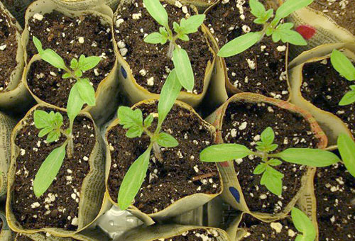 Jeunes plants de tomates