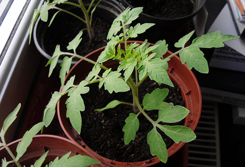 Buisson de tomates dans un pot