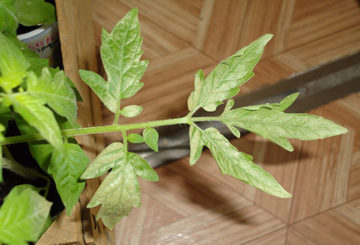 Feuille de tomate pâle