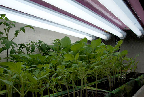 Les semis de tomates sous lampes fluorescentes