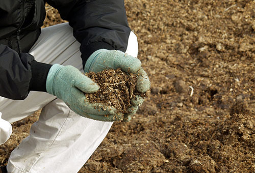 Fumier pour fertiliser les tomates