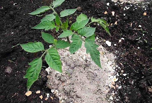 Cendre pour fertiliser les tomates