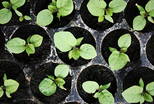 Plantor aubergine