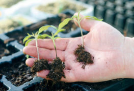 Semis de tomates pattes noires