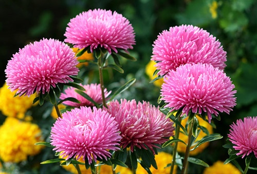 Asters roses