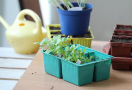 Se préparer à planter des semis d'aster