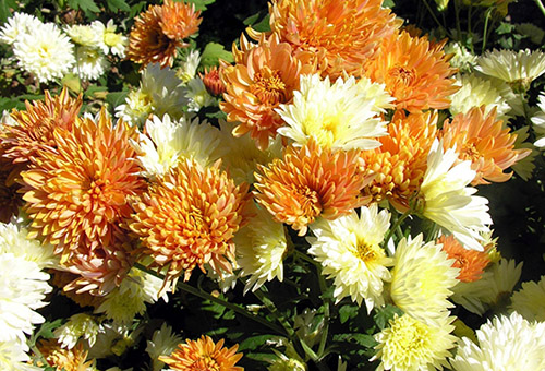 Asters blancs et orange