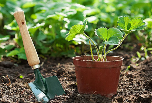 Planter des fraises en pleine terre