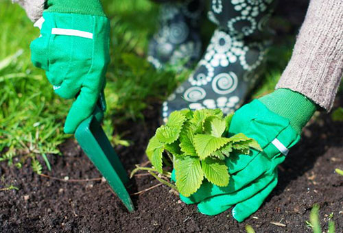 Planter des fraises dans le jardin