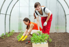 Planter des plants de tomates