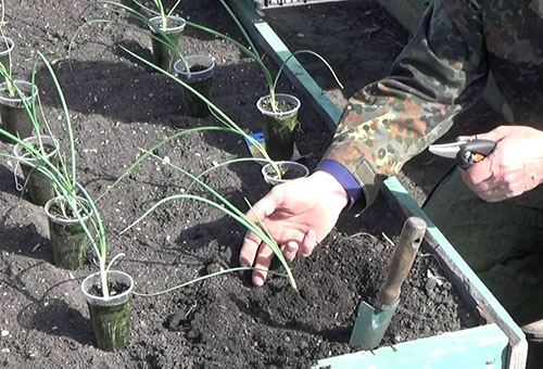 Planter des plants d'oignon dans le jardin