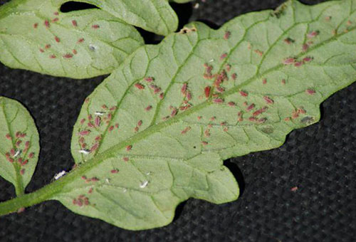 Pucerons sur une feuille de tomate