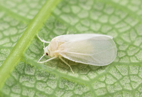 Образец на Whitefly