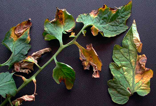 Feuilles de tomates malades