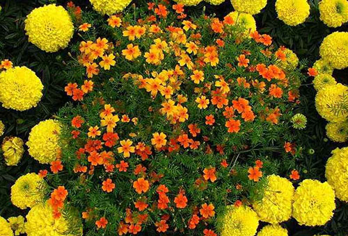 Un parterre de fleurs annuelles aux couleurs chaudes