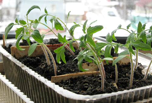 Les semis de tomates dans un récipient général