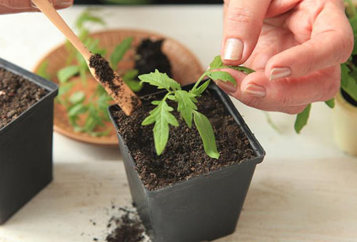 Cueillir une tomate dans un pot séparé