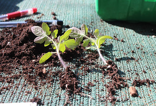 Transplantation de plants de tomates