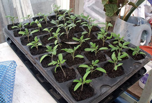 Les plants de tomates après la cueillette