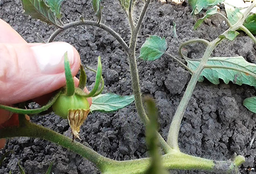 Ovaire sur tomates