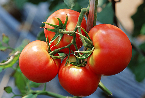 Tomatfrukter på en filial