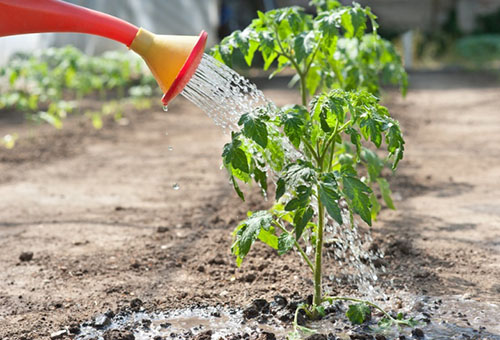 Arroser la tomate avec de l'eau