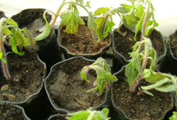 Semis de tomates surgelés