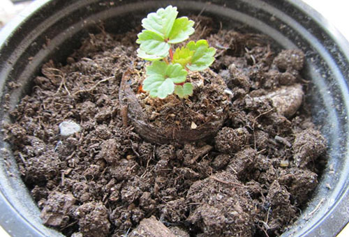 Les plants de fraises dans un nouveau pot