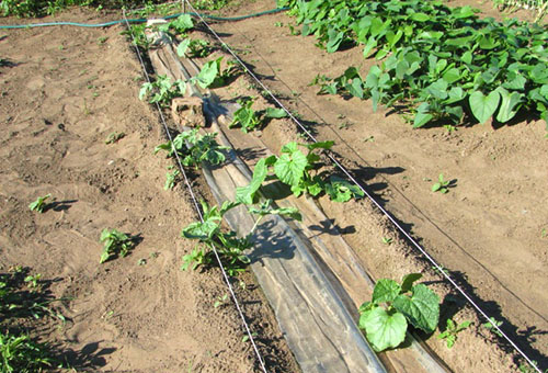 Planter un melon dans le jardin