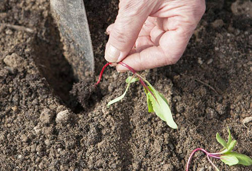 Planter des betteraves en pleine terre