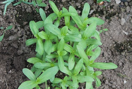 Zinnia bụi trên cánh đồng trống