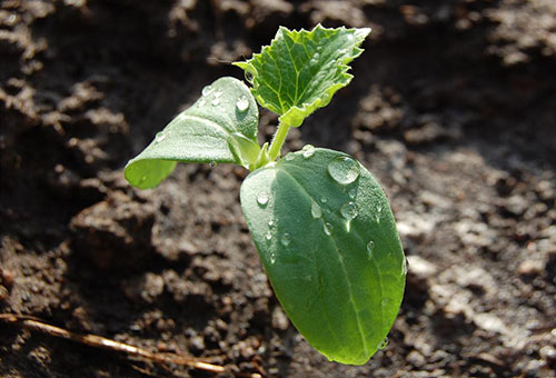 Plantor av grönsaksmärg i det öppna fältet