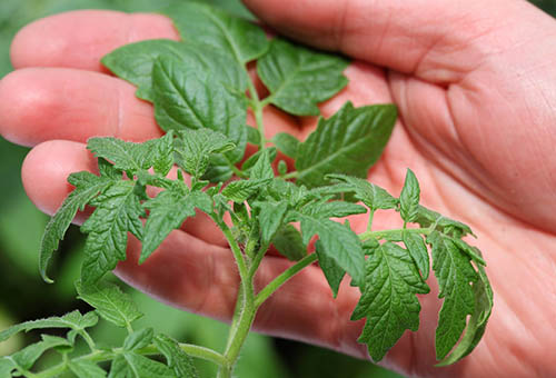 Buisson de tomates en bonne santé