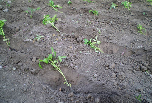 Transplantation de plants de tomates envahis dans le sol