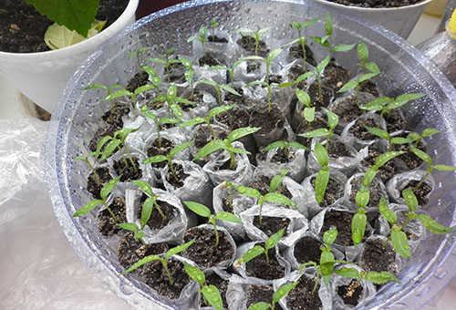 Les plants de tomates dans les couches