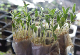 Les plants de tomates dans les couches