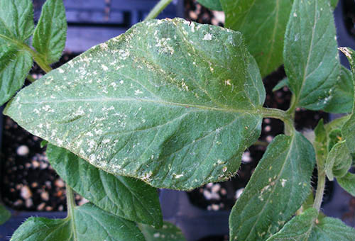 Feuille endommagée par les thrips