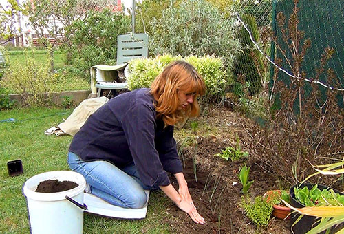 Planter des plants de poireaux dans le sol