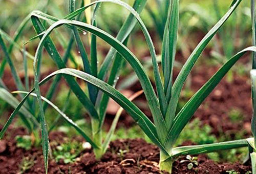 Poireau dans le jardin