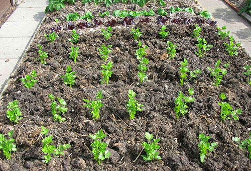 Céleri planté à l'extérieur