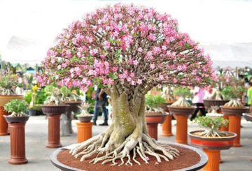 Blommande adenium