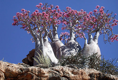 Adenium à l'état sauvage