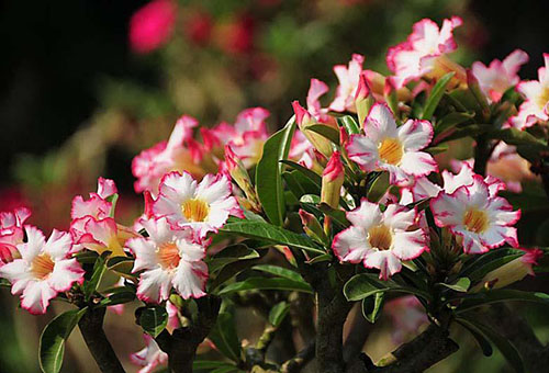 Adénium en fleurs